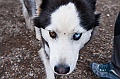 Alaska Wildlife-16